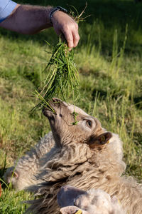 Hand holding plant on field