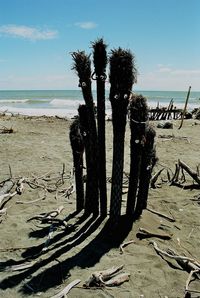 Trees on beach against sky