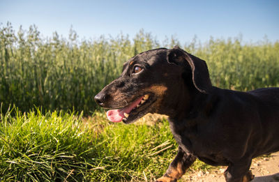 Black dog looking away on field