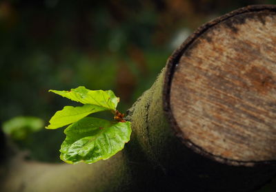 Close-up of insect on plant