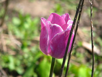 Close-up of pink crocus flower