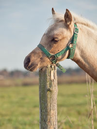 Close-up of horse on field against sky