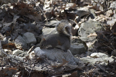 High angle view of squirrel on field