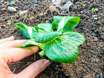 Cropped image of hand holding plant