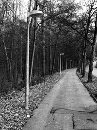 View of bare trees in forest