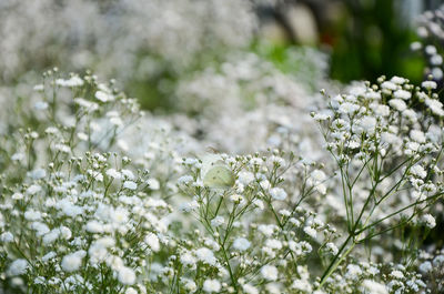 Close-up of white flowers blooming outdoors