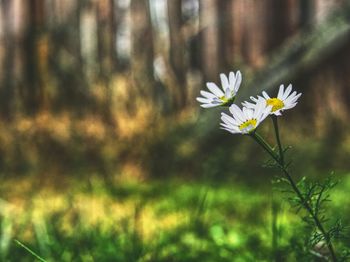 Close-up of white flowering plant on field