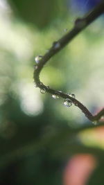 Close-up of raindrops on leaf