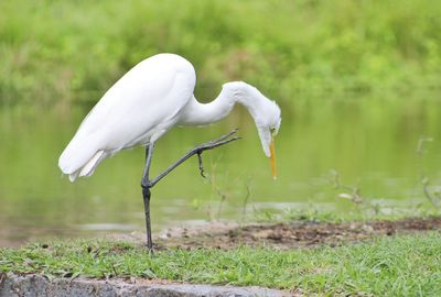 Side view of white crane on riverbank