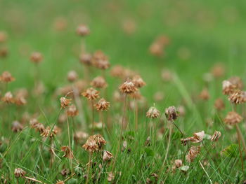 Close-up of wilted flowers on field
