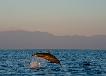 Dolphin jumping out of water