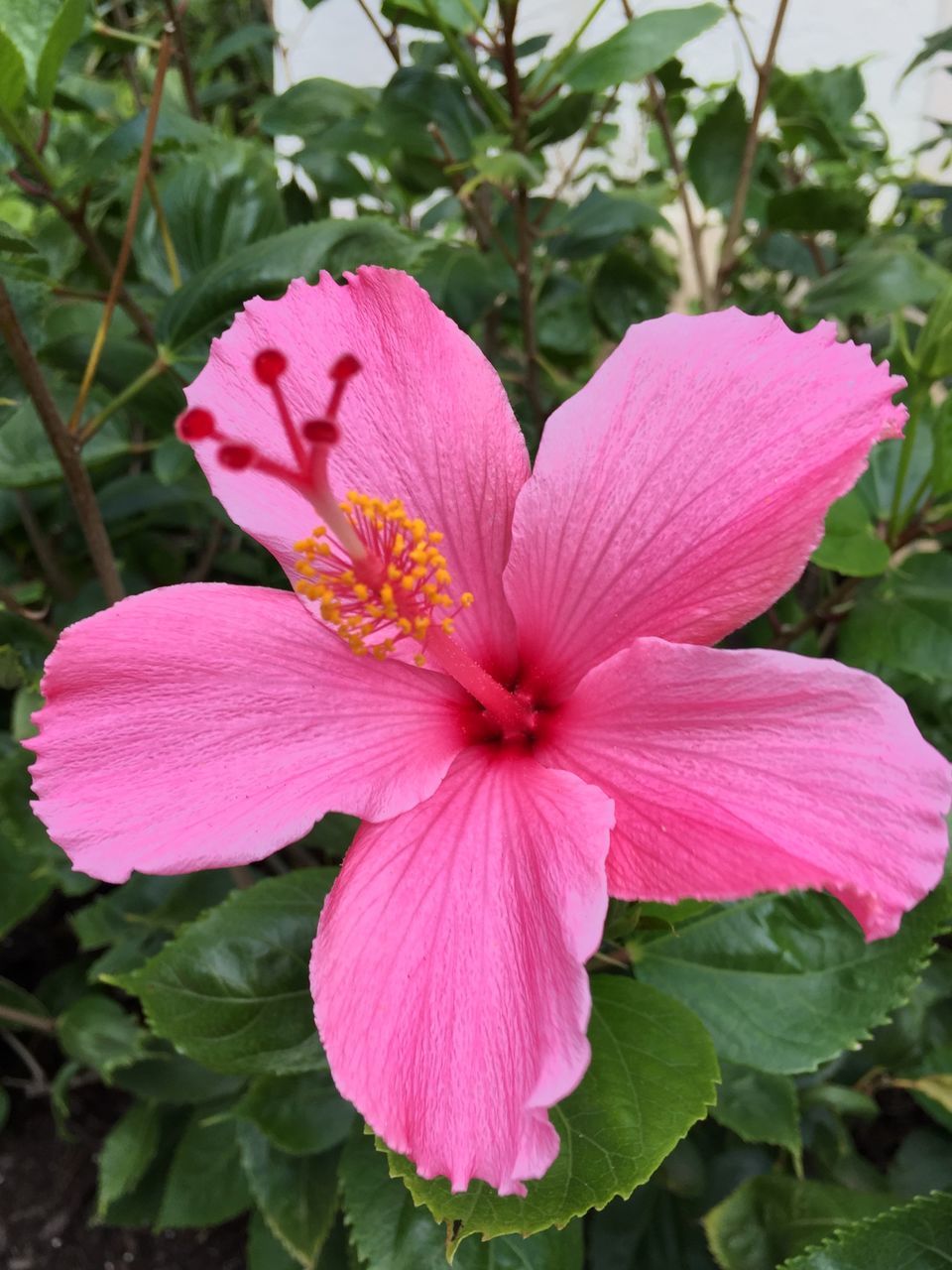 flower, petal, freshness, flower head, fragility, pink color, growth, beauty in nature, close-up, stamen, hibiscus, nature, blooming, pollen, single flower, leaf, plant, focus on foreground, in bloom, pink