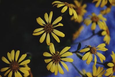 Close-up of yellow flowering plant