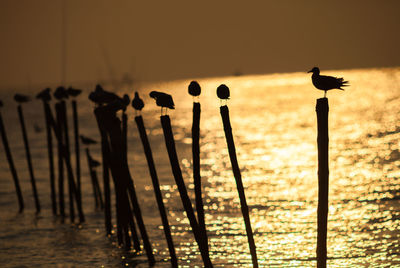 Silhouette of birds perching on wooden post