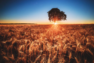 Scenic view of field against sky during sunset