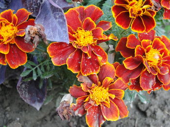 Close-up of orange flowers