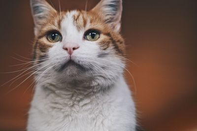 Close-up portrait of cat at home