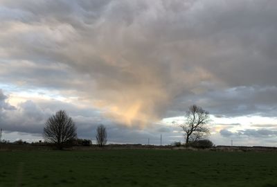 Bare trees on field against sky