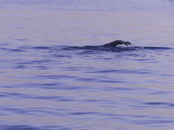 Turtle swimming in sea