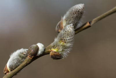 Close-up of pussy willow growing outdoors