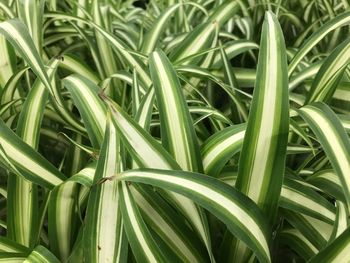 Full frame shot of fresh green plants