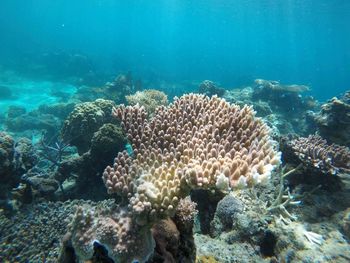 View of coral in sea