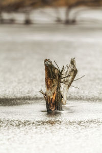 Close-up of insect on dry leaf