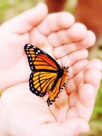 Close-up of butterfly on flower