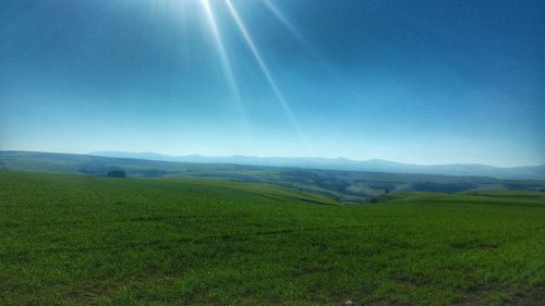 Scenic view of grassy field