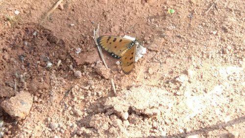Close-up of butterfly perching on ground