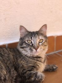 Close-up portrait of tabby cat