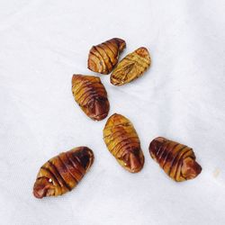 High angle view of shells on floor