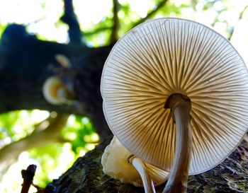 Detail shot of mushrooms