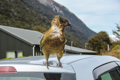 Bird on a car