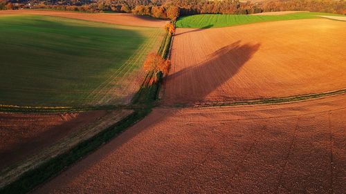 Scenic view of wheat field