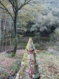 Trees growing in forest