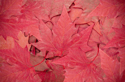 Full frame shot of red maple leaves