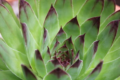 Close-up of succulent plant