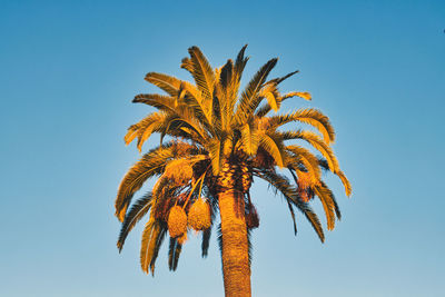 Low angle view of palm tree against clear blue sky