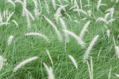 Full frame shot of corn field