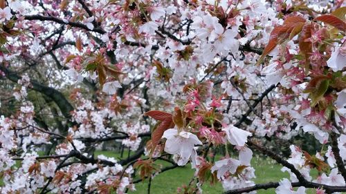 Low angle view of cherry blossoms against sky