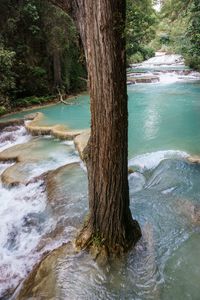 Scenic view of river amidst trees in forest