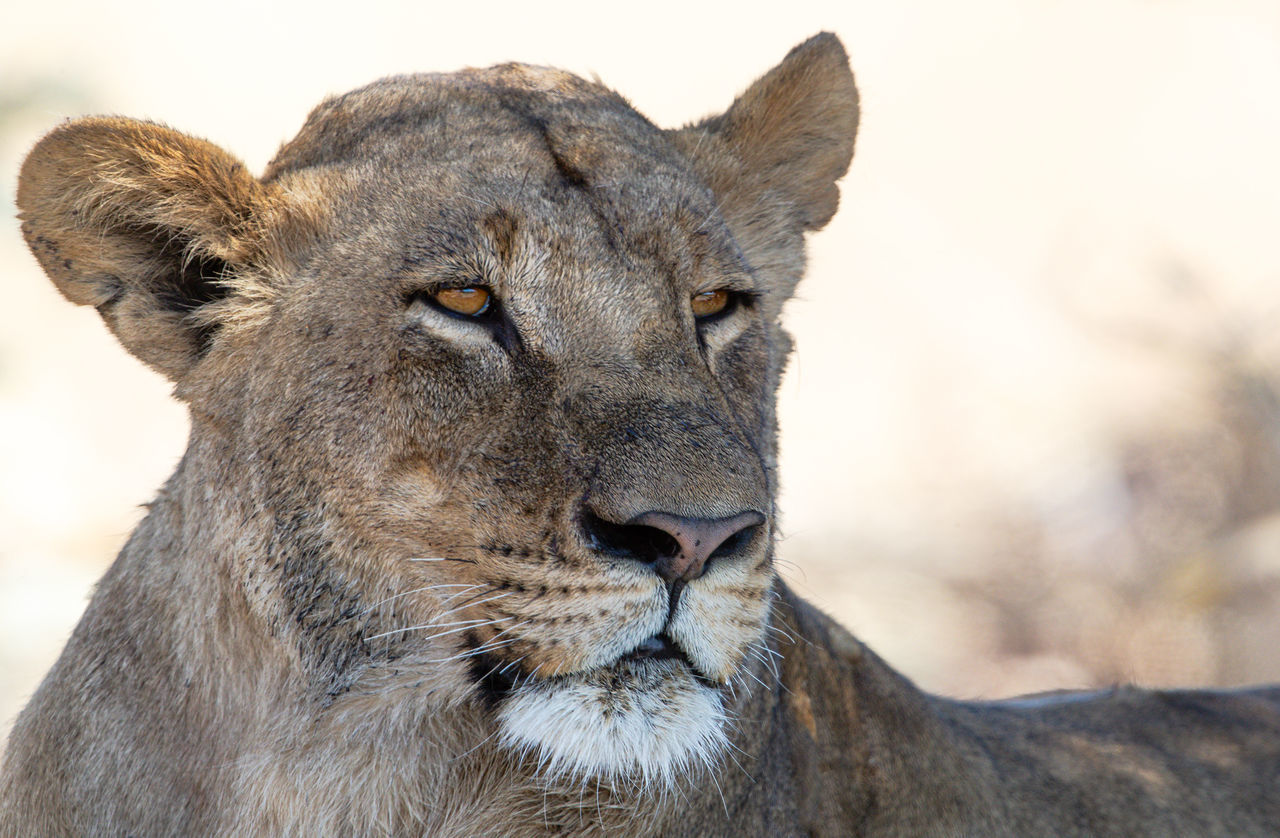 CLOSE-UP OF A RELAXED