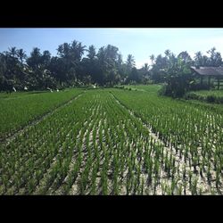 Scenic view of agricultural field