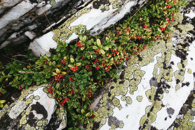 Close-up of ivy growing on tree