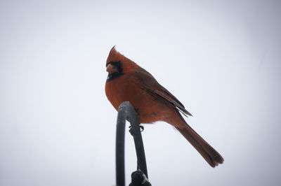 Low angle view of bird perching against clear sky