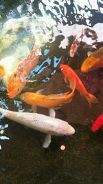 Close-up of koi carps swimming in water