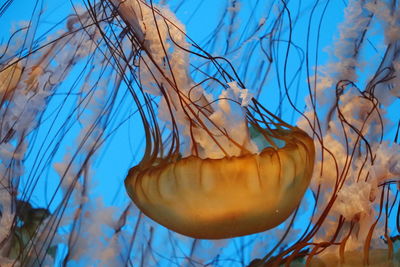 Close-up of jellyfish in sea