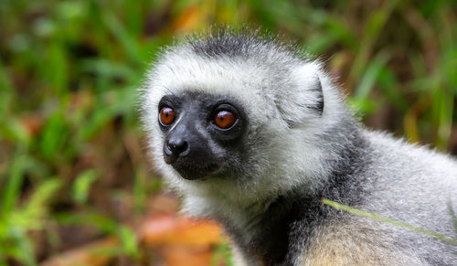 Close-up of monkey looking away