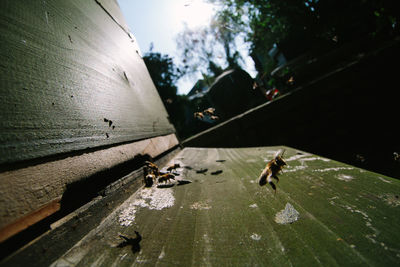 Close-up of insect on wood against sky